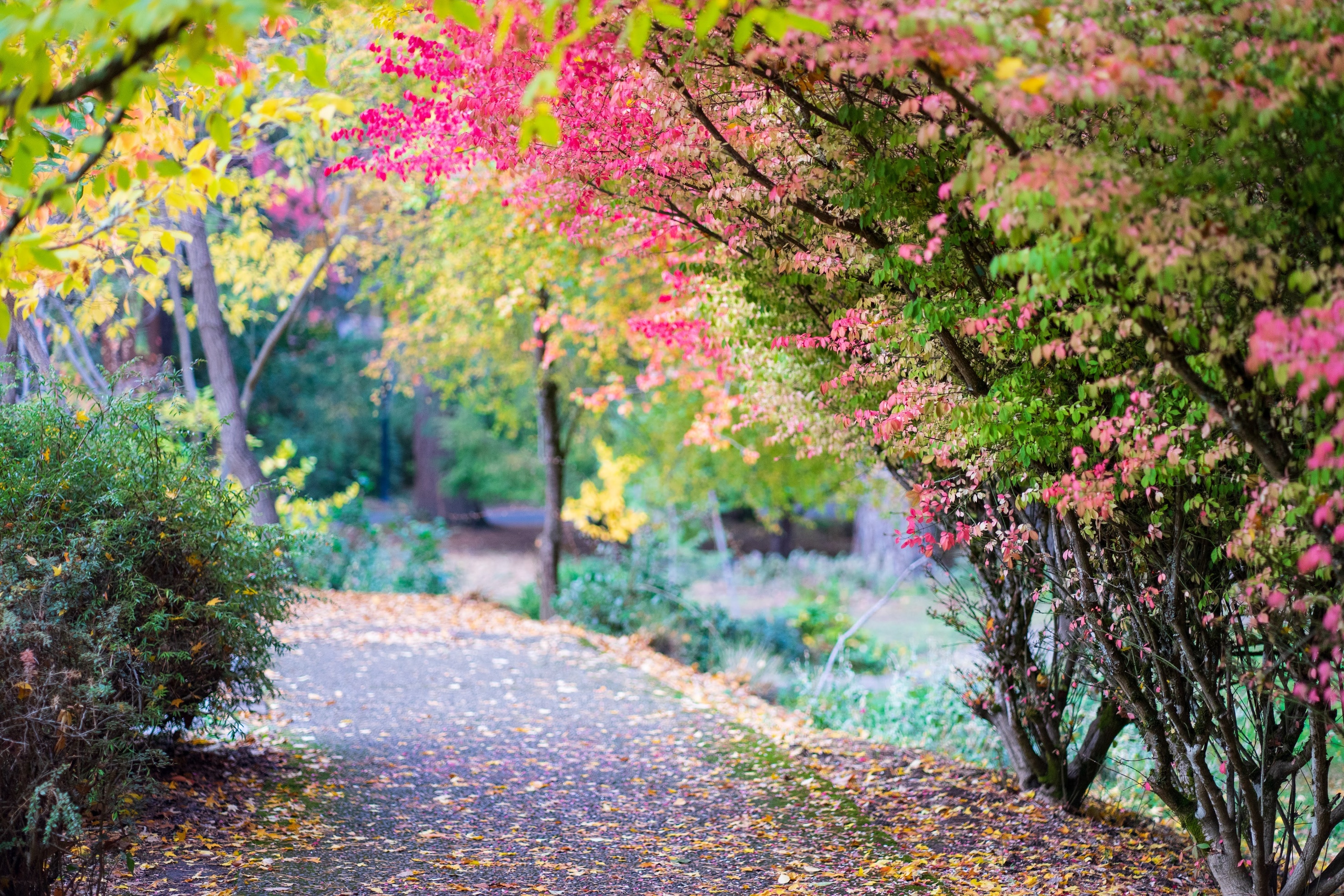 Autumnal path