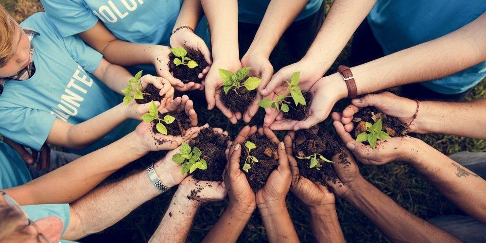 hands holding soil and seedlings photographed from above.