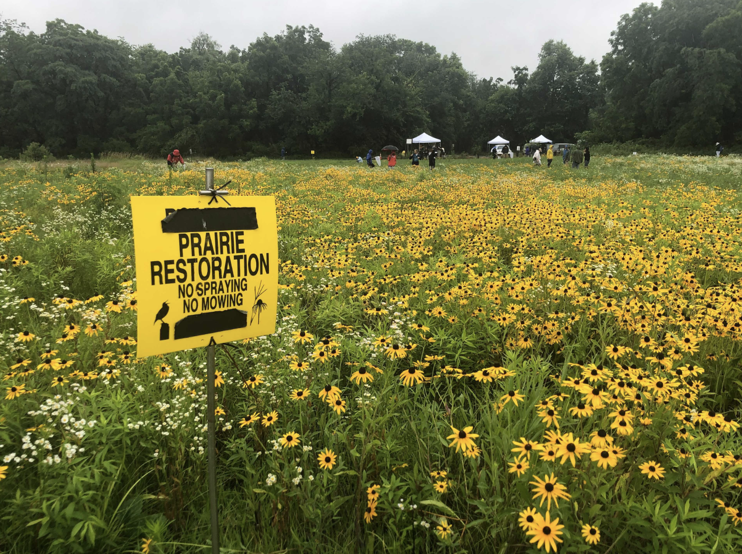 prairie in bloom with yellow flowers and a sign