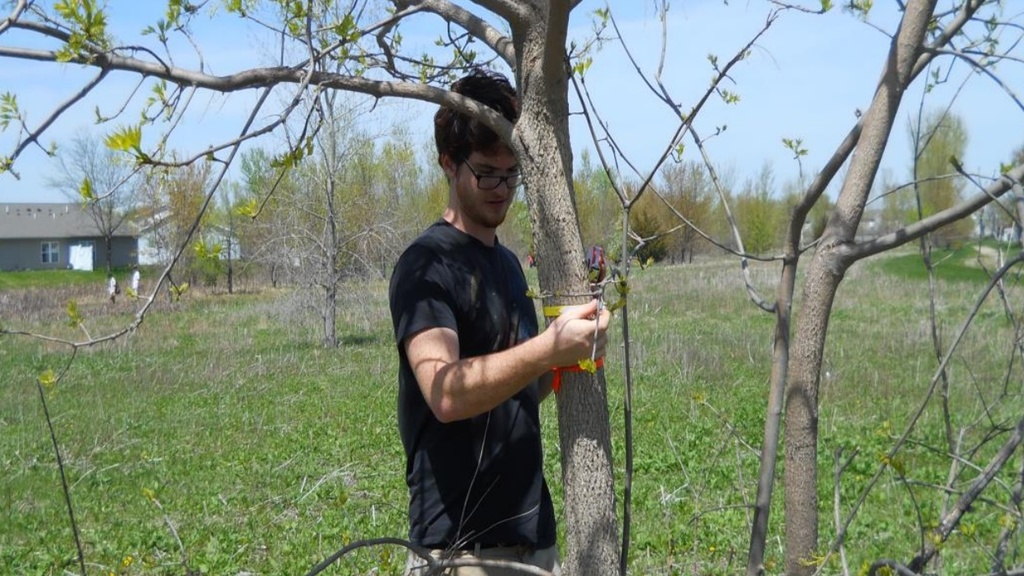 emerald_ash_borer.jpg emerald_ash_borer.jpg