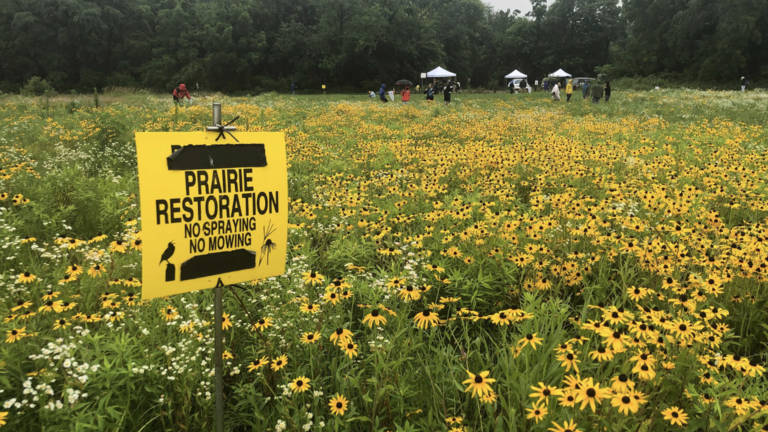 prairie in bloom with yellow flowers and a sign